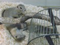 Suseł Richardsona (Spermophilus Richardsoni)